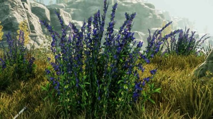 New World Herbs guide: Cinnamon, Basil and other cooking herbs